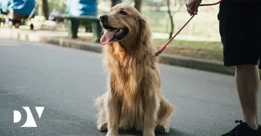 dog and owner at park