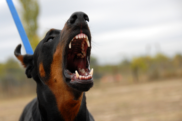 Dog Bites